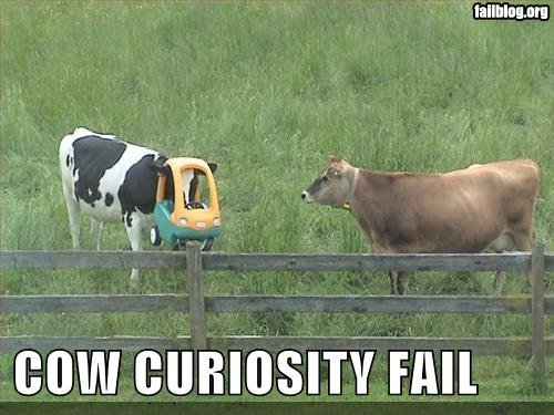 cow fail